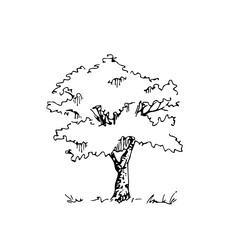 Hand drawn architect tree, vector sketch, architectural illustration