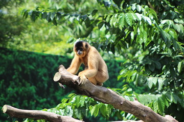 Gibbon Singapore