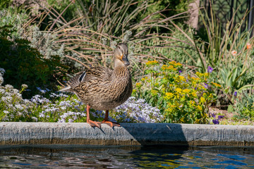 Duck standing by the pond at Denver Botanic Gardens