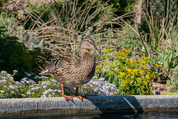 Duck standing by the pond at Denver Botanic Gardens