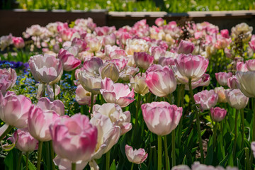 Tulips blossom in the Denver Botanic Gardens