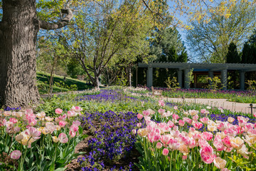 Tulips blossom in the Denver Botanic Gardens - obrazy, fototapety, plakaty
