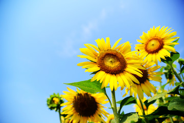 Obraz premium Sunflowers under blue sky