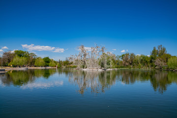 Many birds standing on a tree in the duck lake
