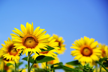 Fototapeta premium Sunflowers under blue sky