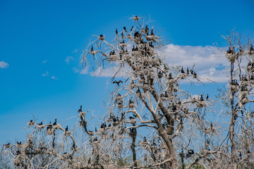 Many birds standing on a tree in the duck lake