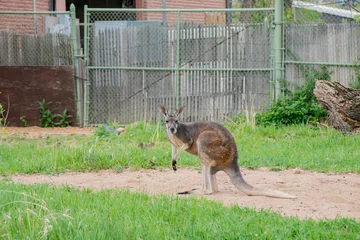 Photo sur Plexiglas Kangourou Kangaroo standing in the zoo