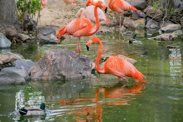 Naklejka premium Close up shot of cute Flamingos