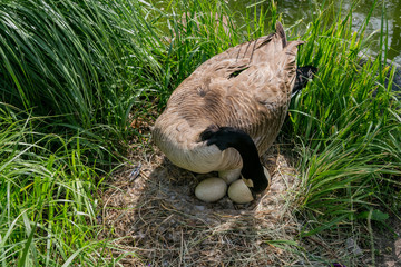 Cute Canada Goose lying eggs