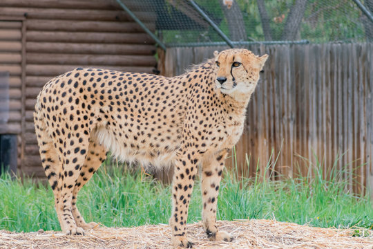 Close up shot of a cute Cheetah