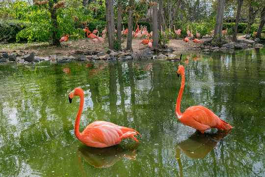 Fototapeta Close up shot of cute Flamingos