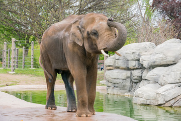 Obraz premium Close up shot of a cute Elephant