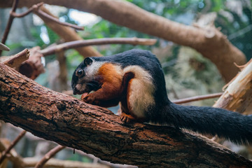 Naklejka premium Close up shot of a cute Tri-colored squirrel
