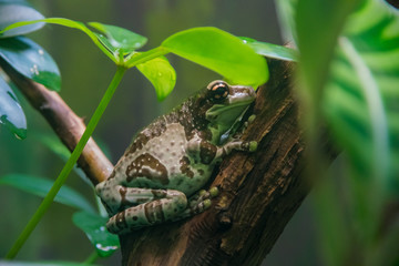 Close up shot of a cute Amazon Milk Frog