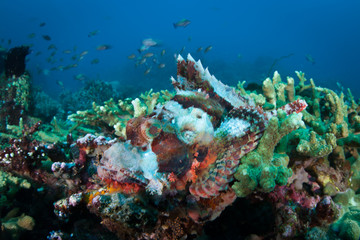 Naklejka na ściany i meble Colorful Scorpionfish and Coral
