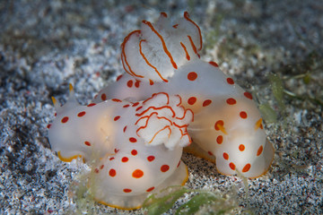 Nudibranchs, Gymnodoris ceylonica, Mating in Komodo National Park