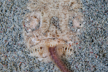Stargazer Using its Tongue to Attract Prey in Komodo National Park