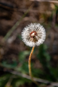 Dandelion Seeds in the Colville National Forest