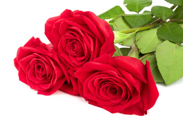 beautiful red rose isolated on white background