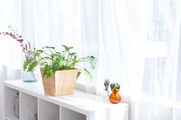 窓と観葉植物