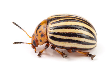 Colorado Potato Beetle isolated on white background