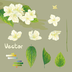 Collection of vector hand-drawn jasmine flowers and other elements. Pastel painting imitation.