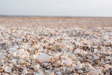 Fototapeta na wymiar The background of the set of seashells on the beach.