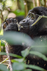 Adolescent Gorilla in the Jungle of Bwindi Impenetrable Rain Forest National Park in Uganda, Africa