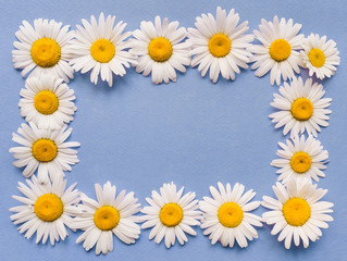 Fototapeta premium Natural flowers frame. White chamomile on blue paper background. Copy space, top view.