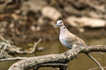 Obraz premium Collared dove or Streptopelia decaocto on branch