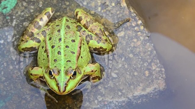 Pelophylax ridibundus, marsh frog, frog sitting on a rock