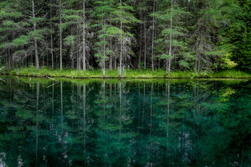 Forest Nature Background. Pine tree forest reflection in the pristine clear waters of the northern Michigan wilderness.