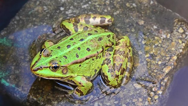 Pelophylax ridibundus, marsh frog, frog sitting on a rock