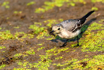 Juvenile white wagtail or Motacilla alba eats botfly