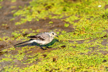 Juvenile white wagtail or Motacilla alba