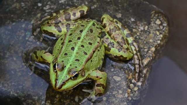Pelophylax ridibundus, marsh frog, frog sitting on a rock