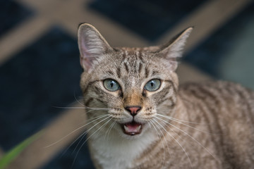 Fototapeta premium The cat is looking forward.