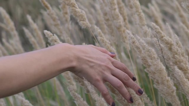 A woman's hand spends through dry high grass and flowers in summer in a field at sunset, slow motion close-up shot.