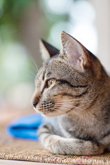 Side view of striped cat looking something