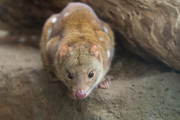 Tiger Quoll or Spotted Quoll