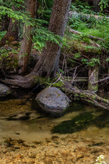 Tree Growing roots in a Creek in Colville National Forest