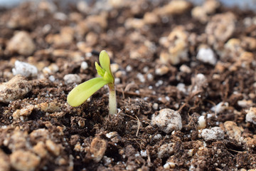 Blackberry Kush Cannabis Sproutling 06