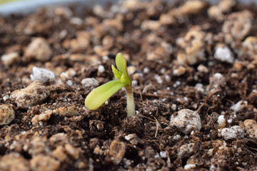 Blackberry Kush Cannabis Sproutling 07