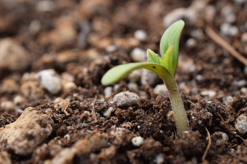 Blackberry Kush Cannabis Sprout 02