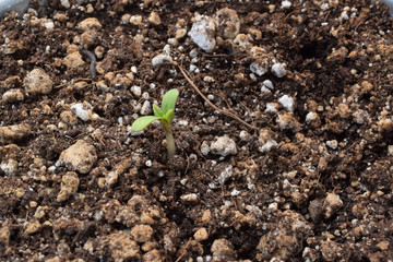 Blackberry Kush Cannabis Sprout 03