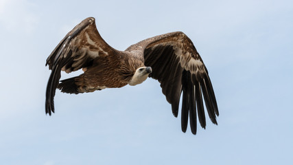 Obraz premium Vautour moine