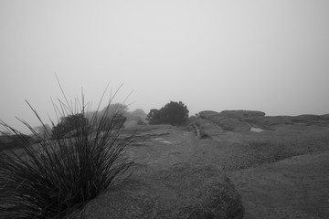 Rock formations in the fog and mist on Mt. Lemmon, Arizona, USA.