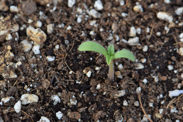 Blackberry Kush Cannabis Tree