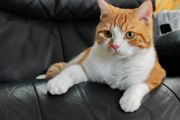 Fototapeta na wymiar ソファーの上でまったりする茶白ネコ