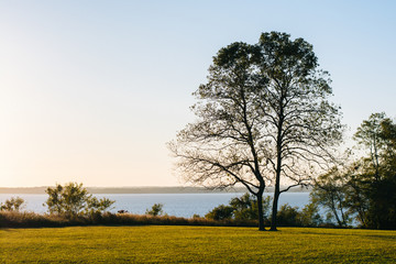 Obraz na płótnie Canvas A tree at sunset, at Elk Neck State Park, Maryland